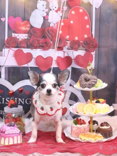 20250226レイくん